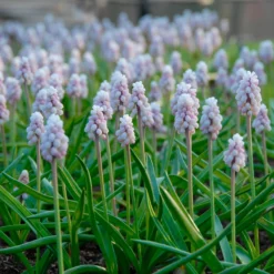 Muscari 'Pink Sunrise' -UK Garden Plants Shop muscari pink sunrise 4