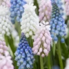 Muscari Collection 'Sommelier' -UK Garden Plants Shop muscari sommelier collection 1
