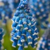 Muscari 'Soulmate' -UK Garden Plants Shop muscari soulmate 1