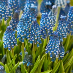Muscari 'Soulmate' -UK Garden Plants Shop muscari soulmate 3