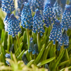 Muscari 'Soulmate' -UK Garden Plants Shop muscari soulmate 4