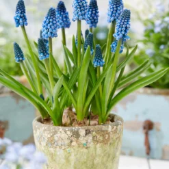 Muscari 'Soulmate' -UK Garden Plants Shop muscari soulmate 5
