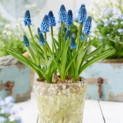Muscari 'Soulmate' -UK Garden Plants Shop muscari soulmate 6