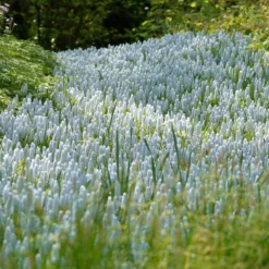 Muscari 'Valerie Finnis' -UK Garden Plants Shop muscari valerie finnis 10