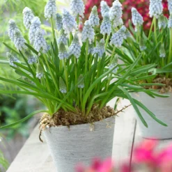 Muscari 'Valerie Finnis' -UK Garden Plants Shop muscari valerie finnis 11