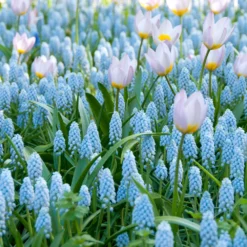 Muscari 'Valerie Finnis' -UK Garden Plants Shop muscari valerie finnis 12