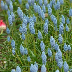 Muscari 'Valerie Finnis' -UK Garden Plants Shop muscari valerie finnis 2 scaled