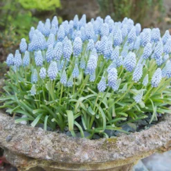 Muscari 'Valerie Finnis' -UK Garden Plants Shop muscari valerie finnis 3 scaled