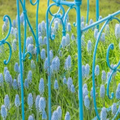 Muscari 'Valerie Finnis' -UK Garden Plants Shop muscari valerie finnis 4