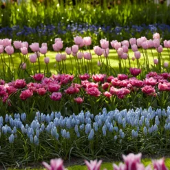 Muscari 'Valerie Finnis' -UK Garden Plants Shop muscari valerie finnis 5