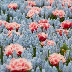 Muscari 'Valerie Finnis' -UK Garden Plants Shop muscari valerie finnis 7