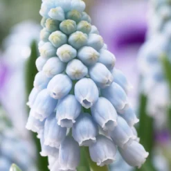 Muscari 'Valerie Finnis'