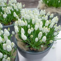 Muscari 'White Magic' -UK Garden Plants Shop muscari white magic 1