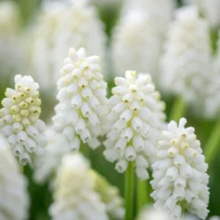 Muscari 'White Magic' -UK Garden Plants Shop muscari white magic 2