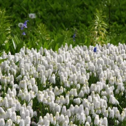 Muscari 'White Magic' -UK Garden Plants Shop muscari white magic 2 564b782a 503b 4454 a9b1 db95dae69540