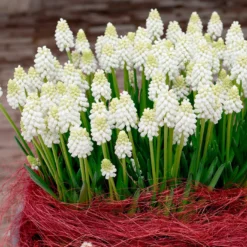 Muscari 'White Magic' -UK Garden Plants Shop muscari white magic 3