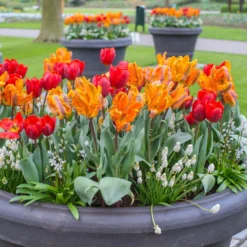 Muscari 'White Magic' -UK Garden Plants Shop muscari white magic 4
