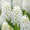 Muscari 'White Magic' -UK Garden Plants Shop muscari white magic 5