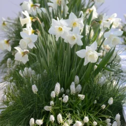 Muscari 'White Magic' -UK Garden Plants Shop muscari white magic 6