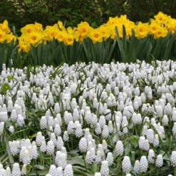 Muscari 'White Magic' -UK Garden Plants Shop muscari white magic 8