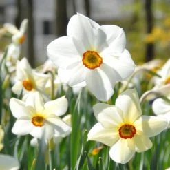 Narcissus 'Pheasant's Eye' 10 Narcissus 'Pheasant's Eye' -UK Garden Plants Shop narcissus actaea 1