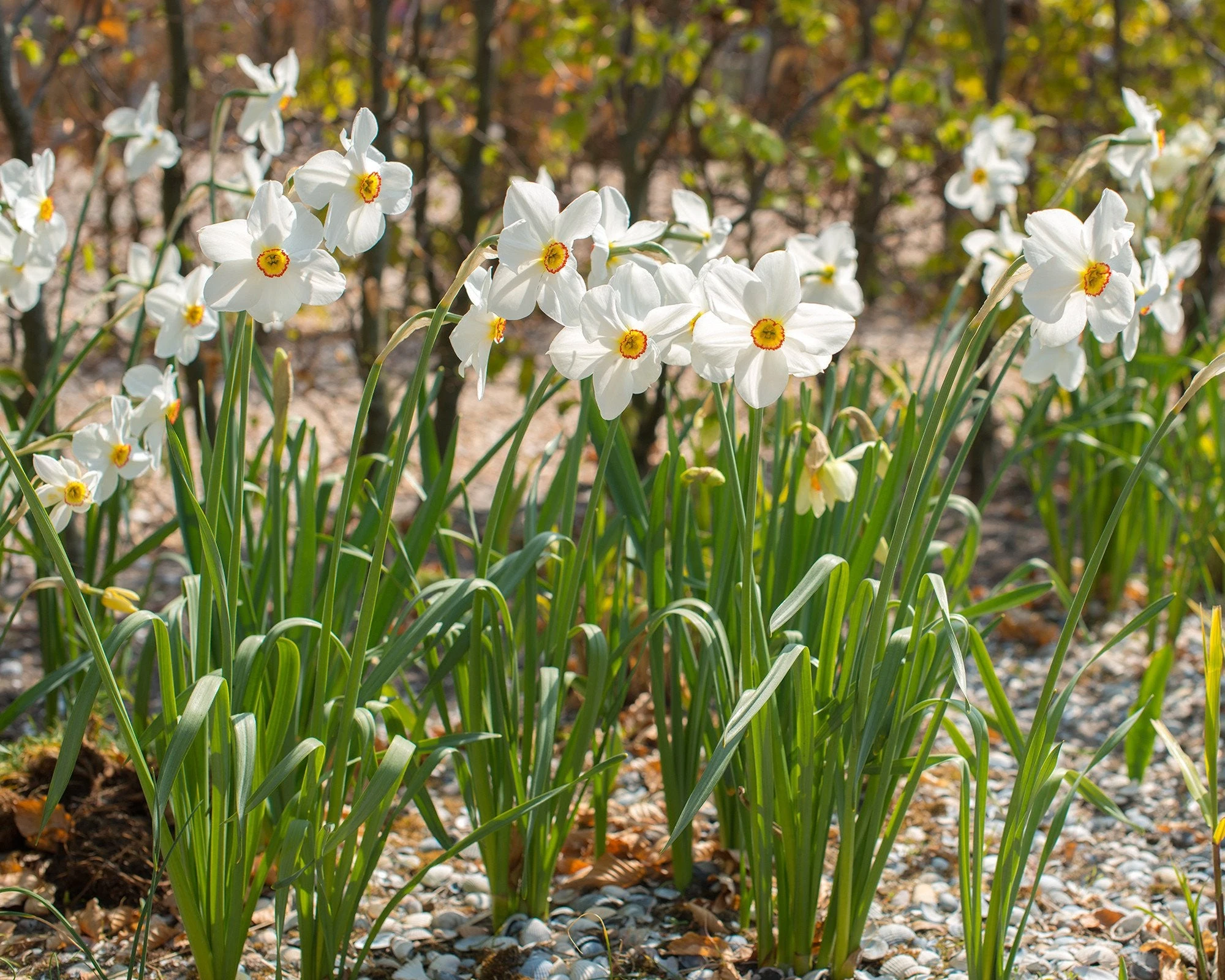 Narcissus 'Pheasant's Eye' 4 Narcissus 'Pheasant's Eye' - Image 2