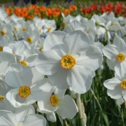 Narcissus 'Pheasant's Eye' 13 Narcissus 'Pheasant's Eye' -UK Garden Plants Shop narcissus actaea 4