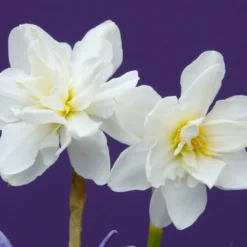 Narcissus 'Albus Plenus Odoratus' -UK Garden Plants Shop narcissus albus plenus odoratus 2