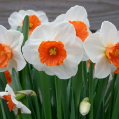 Narcissus 'Amadeus' -UK Garden Plants Shop narcissus amadeus 1 scaled