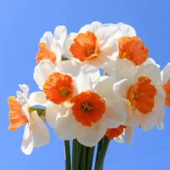 Narcissus 'Amadeus' -UK Garden Plants Shop narcissus amadeus 3 scaled