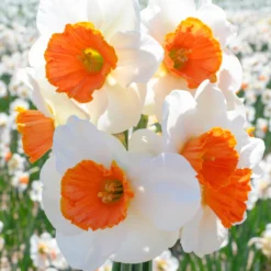 Narcissus 'Amadeus' -UK Garden Plants Shop narcissus amadeus 4 scaled