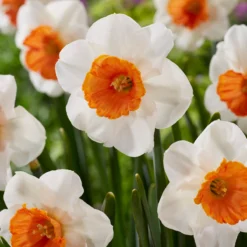 UK Garden Plants Shop -UK Garden Plants Shop narcissus amadeus 7