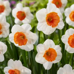 Narcissus 'Amadeus' -UK Garden Plants Shop narcissus amadeus 8