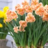 Narcissus 'Apricot Whirl' 1 Narcissus 'Apricot Whirl' -UK Garden Plants Shop narcissus apricot whirl 00