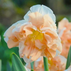 Narcissus 'Apricot Whirl' -UK Garden Plants Shop narcissus apricot whirl 1