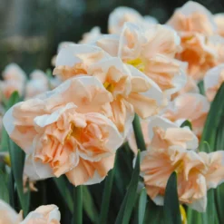 Narcissus 'Apricot Whirl' -UK Garden Plants Shop narcissus apricot whirl 4