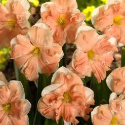 Narcissus 'Apricot Whirl' -UK Garden Plants Shop narcissus apricot whirl 4 bde1627f c295 4211 80c8 276a6866e0b3