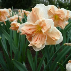 Narcissus 'Apricot Whirl' -UK Garden Plants Shop narcissus apricot whirl 5 scaled