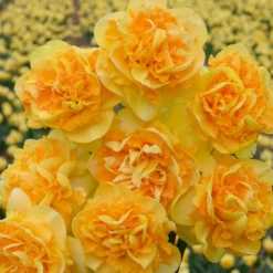 Narcissus 'Art Perfume' -UK Garden Plants Shop narcissus art perfume 1 scaled