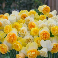 Narcissus 'Art Perfume' -UK Garden Plants Shop narcissus art perfume 3 scaled