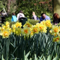 Narcissus 'Ascot' -UK Garden Plants Shop narcissus ascot 15