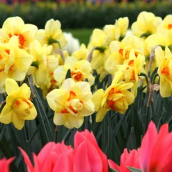 Narcissus 'Ascot' -UK Garden Plants Shop narcissus ascot 2