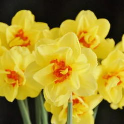 Narcissus 'Ascot' -UK Garden Plants Shop narcissus ascot 3