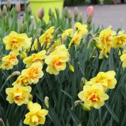 Narcissus 'Ascot' -UK Garden Plants Shop narcissus ascot 9