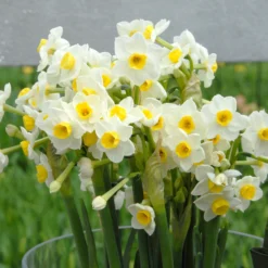 Narcissus 'Avalanche' -UK Garden Plants Shop narcissus avalanche 3