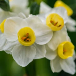 Narcissus 'Avalanche' -UK Garden Plants Shop narcissus avalanche 4 scaled