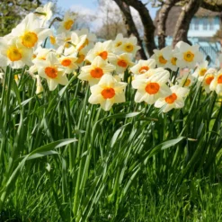 Narcissus 'Barrett Browning' 28 Narcissus 'Barrett Browning' -UK Garden Plants Shop narcissus barrett browning 11 scaled