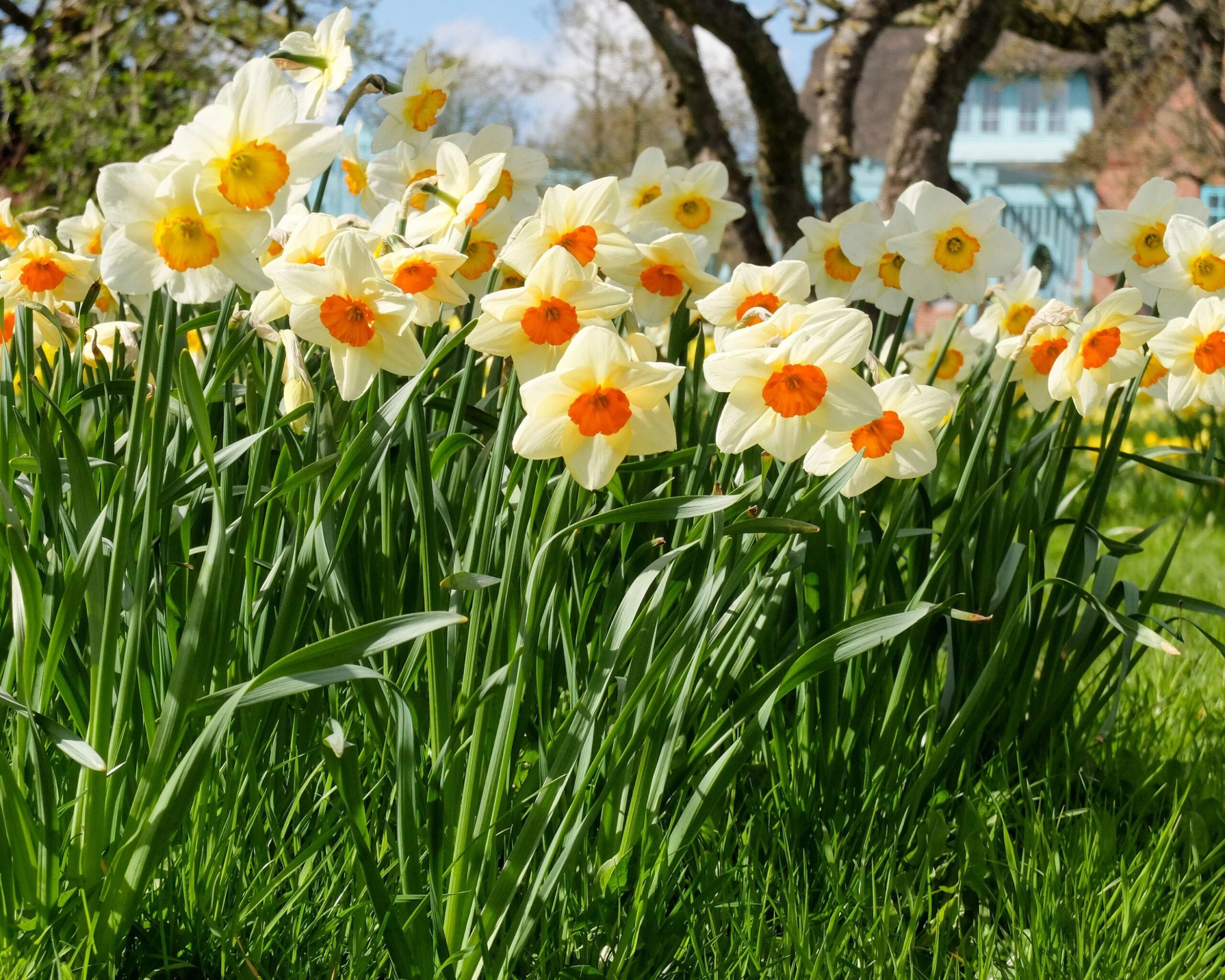 Narcissus 'Barrett Browning' 15 Narcissus 'Barrett Browning' - Image 13