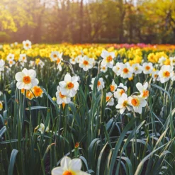 Narcissus 'Barrett Browning' 29 Narcissus 'Barrett Browning' -UK Garden Plants Shop narcissus barrett browning 12 scaled