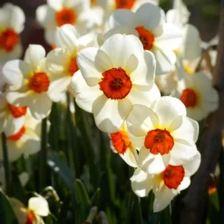 Narcissus 'Barrett Browning' 22 Narcissus 'Barrett Browning' -UK Garden Plants Shop narcissus barrett browning 13 scaled